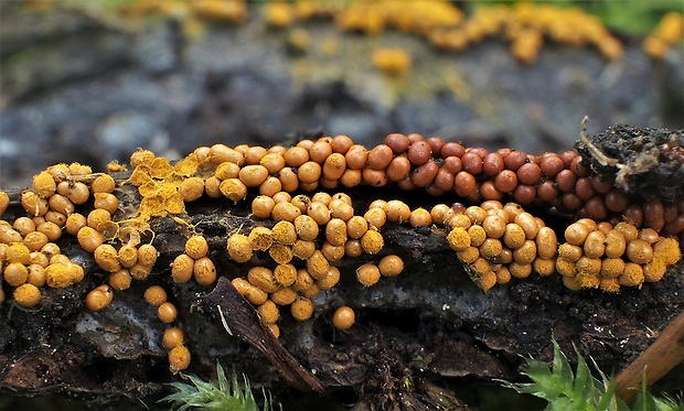 vlasnačka Trichia sp.