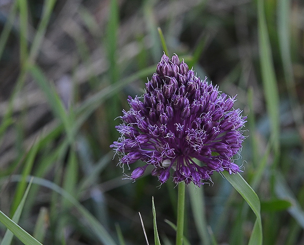 cesnak  Allium sp