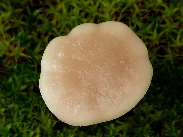 strmuľka mäsovohnedá Clitocybe diatreta (Fr.) P. Kumm.