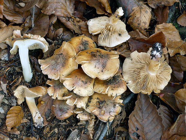 pavučinovec rozmanitý Cortinarius variegatus Bres.