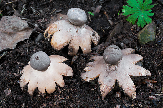 hviezdovka tmavá Geastrum coronatum Pers.