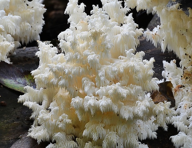 koralovec bukový Hericium coralloides (Scop.) Pers.