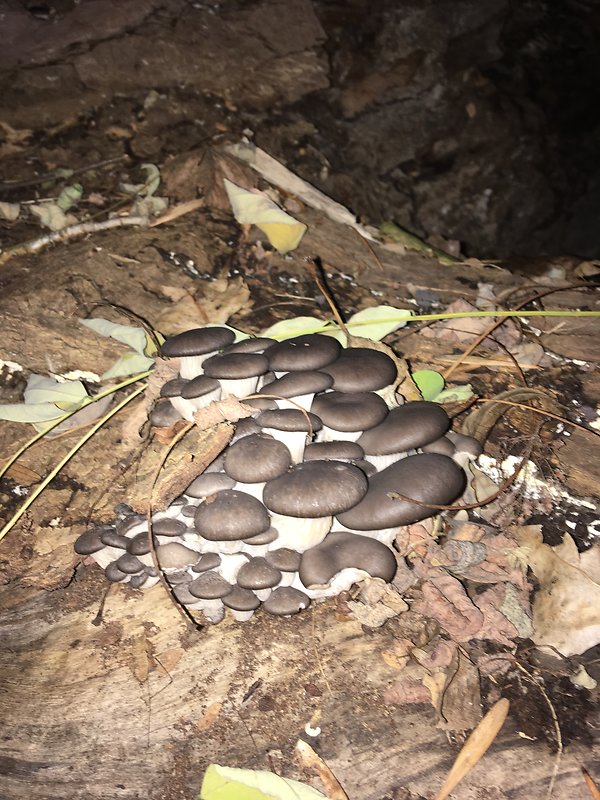 hliva ustricovitá Pleurotus ostreatus (Jacq.) P. Kumm.