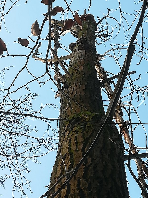 hliva ustricovitá Pleurotus ostreatus (Jacq.) P. Kumm.