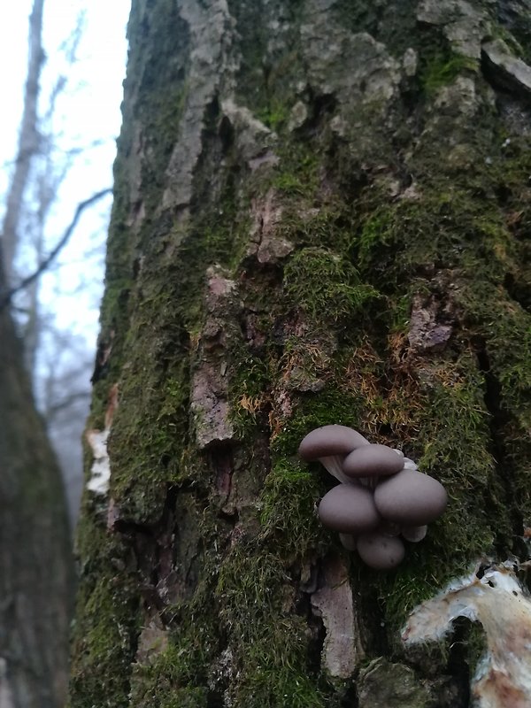 hliva ustricovitá Pleurotus ostreatus (Jacq.) P. Kumm.