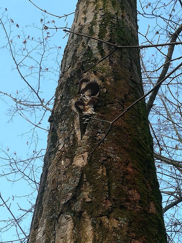 hliva ustricovitá Pleurotus ostreatus (Jacq.) P. Kumm.