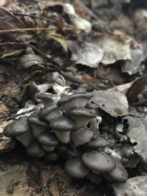 hliva ustricovitá Pleurotus ostreatus (Jacq.) P. Kumm.