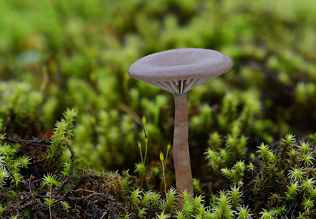 strmulica čiaškovitá Pseudoclitocybe cyathiformis (Bull.) Singer