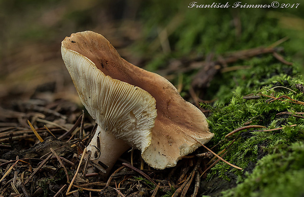 čírovka Tricholoma sp.