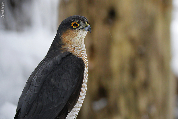 jastrab krahulec Accipiter nisus