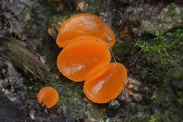 tanierovka oranžová Aleuria aurantia (Pers.) Fuckel