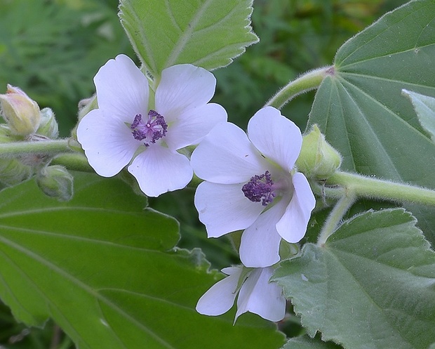 ibiš lekársky Althaea officinalis L.