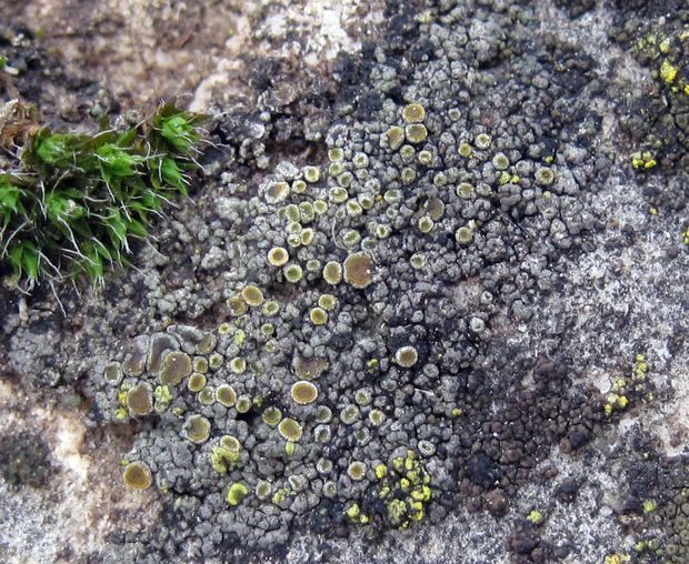 krásnica Caloplaca chlorina (Flot.) Sandst.