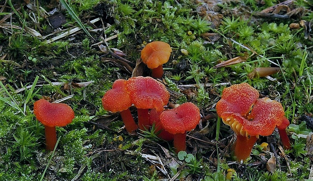 lúčnica krvavá Hygrocybe miniata (Fr.) P. Kumm.