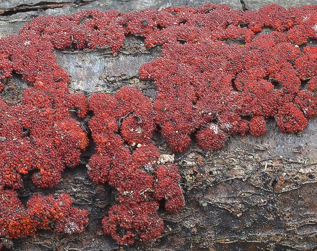 hlivka červená Nectria cinnabarina (Tode) Fr.