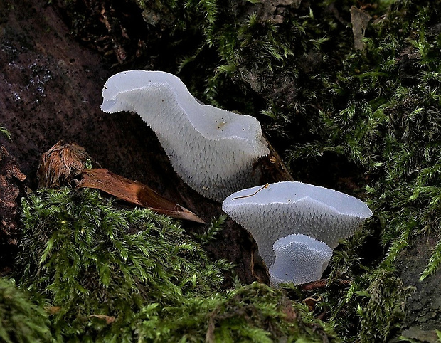 pajelenka želatínová Pseudohydnum gelatinosum (Scop.) P. Karst.