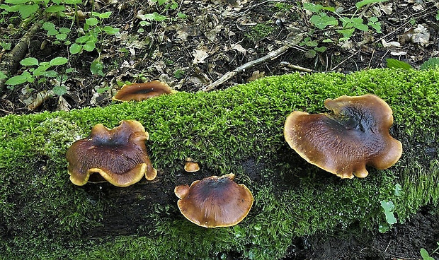 trúdnik tmavohlúbikový Royoporus badius (Pers.) A.B. De