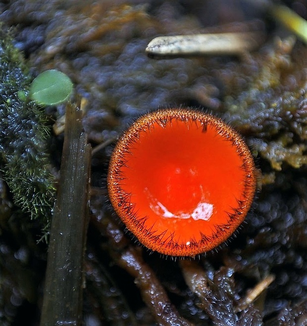 štítovnička Scutellinia sp.