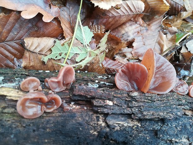 uchovec bazový Auricularia auricula-judae (Bull.) Quél.