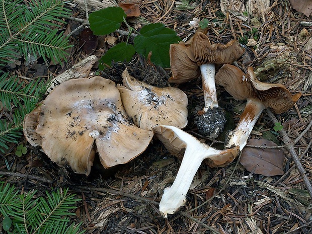 pavučinovec premenlivý nemodrý Cortinarius glaucopus var. acyaneus (M.M. Moser) Nezdojm. 1983