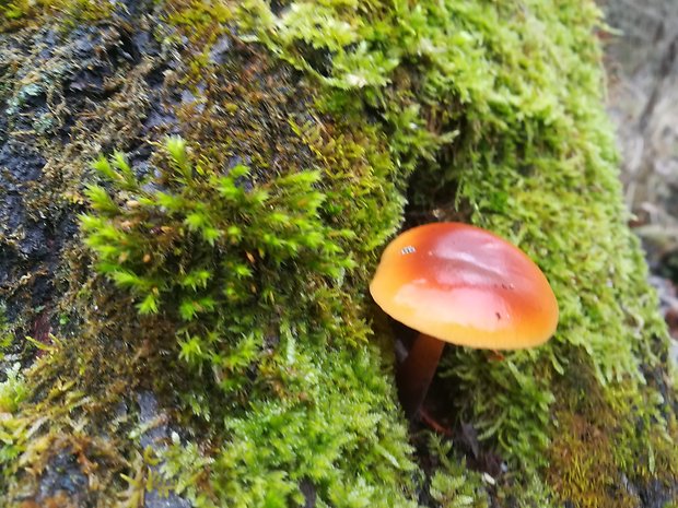 plamienka Flammulina sp.