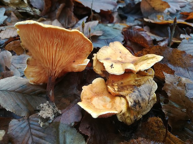 líška oranžová Hygrophoropsis aurantiaca (Wulfen) Maire