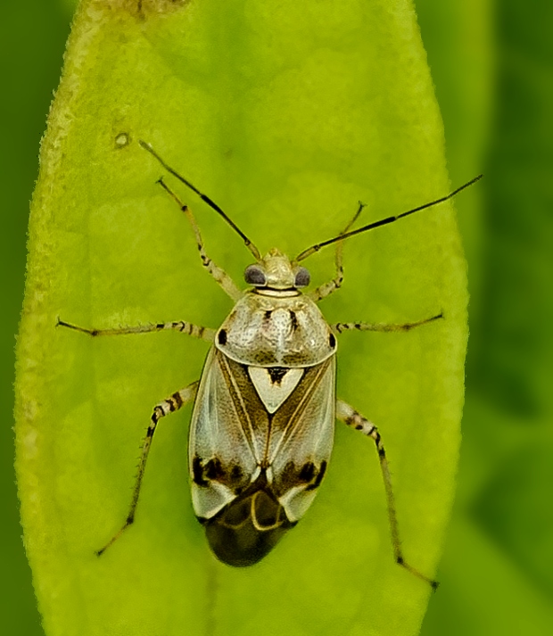 bzdôška Lygus pratensis