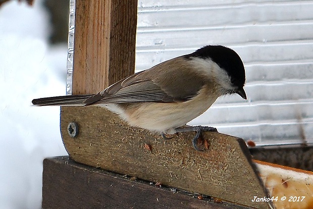 sýkorka čiernohlavá Parus montanus