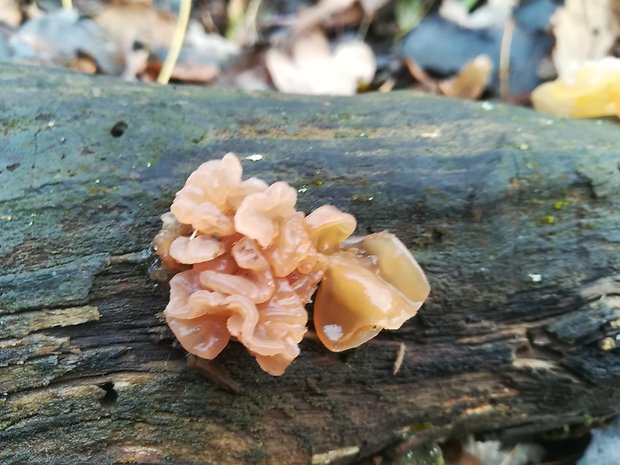 rôsolovka lupeňovitá Phaeotremella foliacea (Pers.) Wedin, J.C. Zamora & Millanes