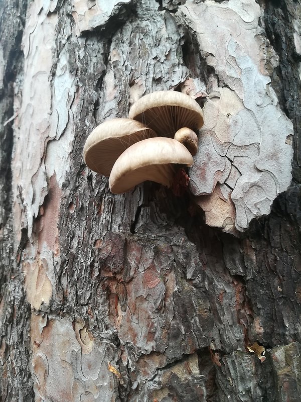 hliva Pleurotus sp.