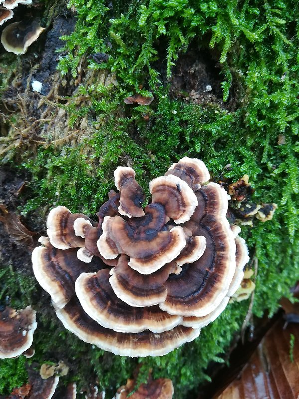 trúdnikovec pestrý Trametes versicolor (L.) Lloyd