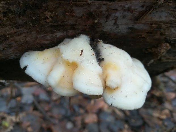 tvarohovec Tyromyces sp.