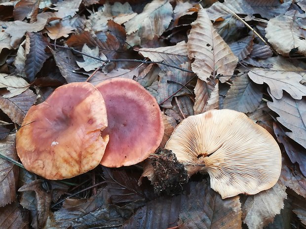 strmuľka lievikovitá Clitocybe gibba (Pers.) P. Kumm.