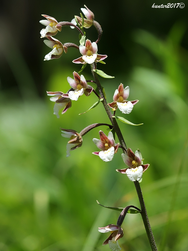 kruštík močiarny Epipactis palustris (L.) Crantz