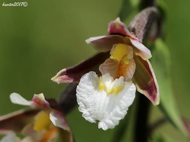 kruštík močiarny Epipactis palustris (L.) Crantz