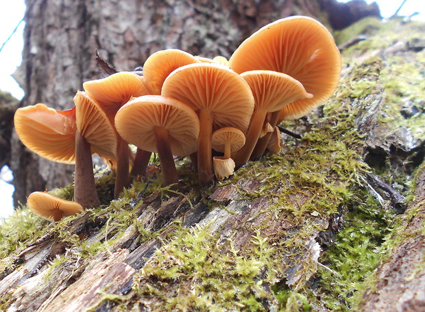 plamienka Flammulina sp.