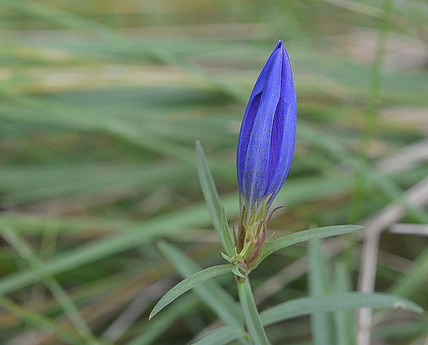 horec pľúcny Gentiana pneumonanthe L.