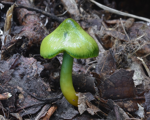 lúčnica žltozelená Gliophorus psittacinus (Schaeff.) Herink