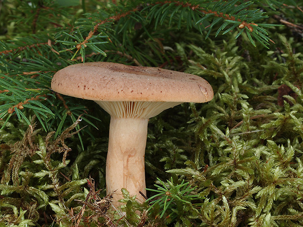 rýdzik gáfrový Lactarius camphoratus (Bull.) Fr.