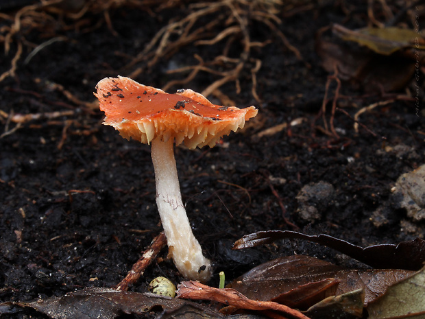 Leratiomyces ceres (Cooke & Massee) Spooner & Bridge