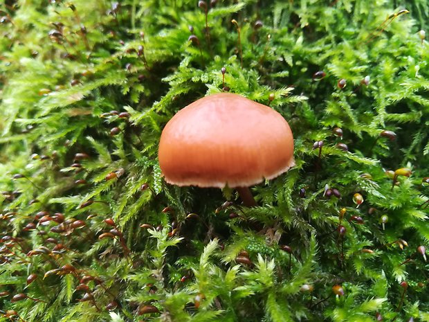 prilbička Mycena sp.