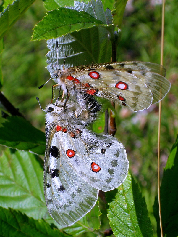 jasoň červenooký   Parnassius apollo