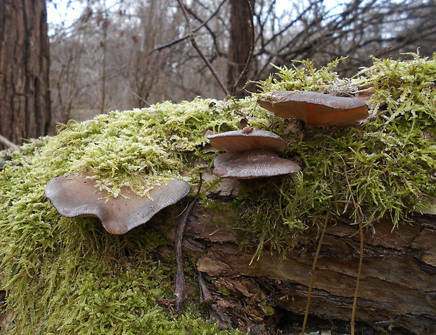 pňovka neskorá Sarcomyxa serotina (Pers.) P. Karst.