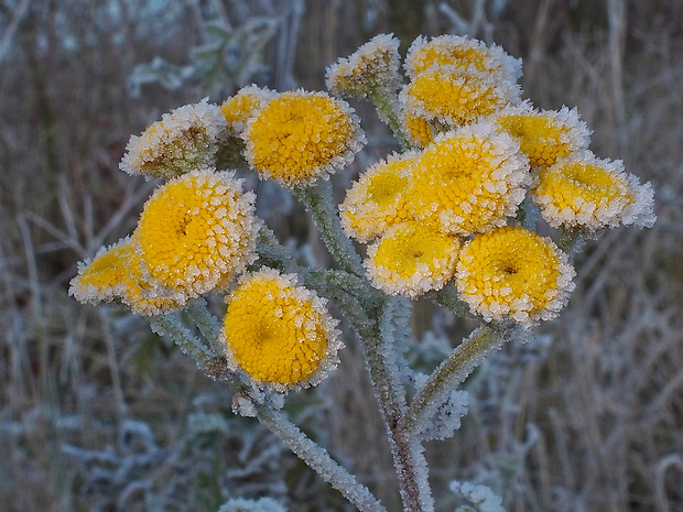 vratič obyčajný Tanacetum vulgare L.