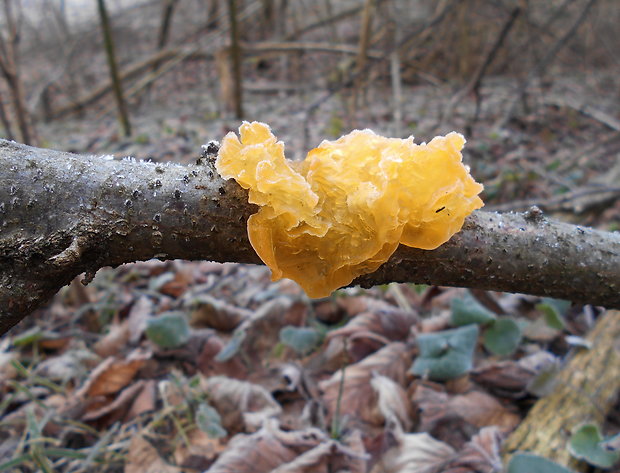 rôsolovka zlatožltá Tremella mesenterica Retz.