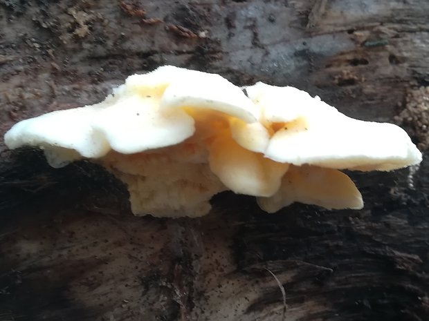 tvarohovec Tyromyces sp.