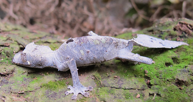 gekón Uroplatus phantasticus ???