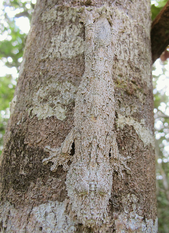 gekón Uroplatus sikorae