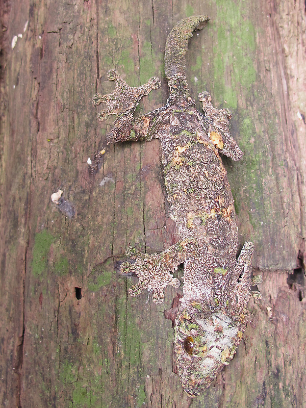 gekón Uroplatus sikorae