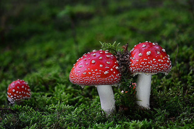 muchotrávka červená Amanita muscaria (L.) Lam.